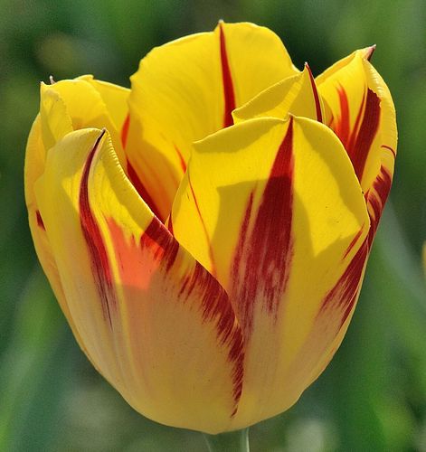 北京郁金香投资基金